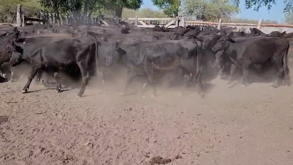 Lote 75 Terneras en Villaguay, Entre Ríos