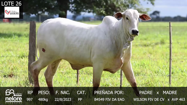 Lote LOTE 26