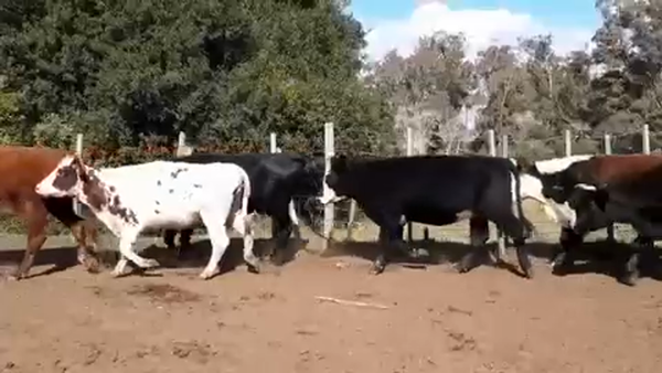 Lote 47 Vaquillonas Vacas Preñadas en Zapicán, Lavalleja