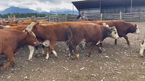 Lote 54 Novillo Engorda en Coyhaique, XI Región Aysén