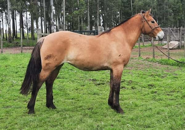 Lote CHIVATITA BORDONA