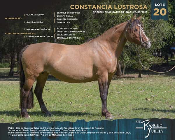 Lote Constancia Lustrosa