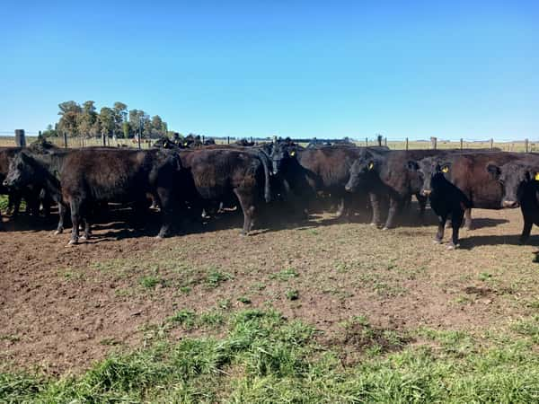 Lote 39 Vacas NUEVA PÑ en Rauch