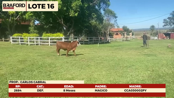 Lote LOTE 16 - HEMBRAS DE CORRAL