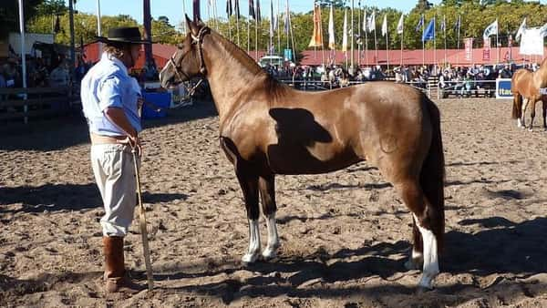 Lote El Gavilán Etiqueta Negra