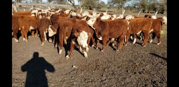 Lote 65 Terneros en Villaguay, Entre Ríos