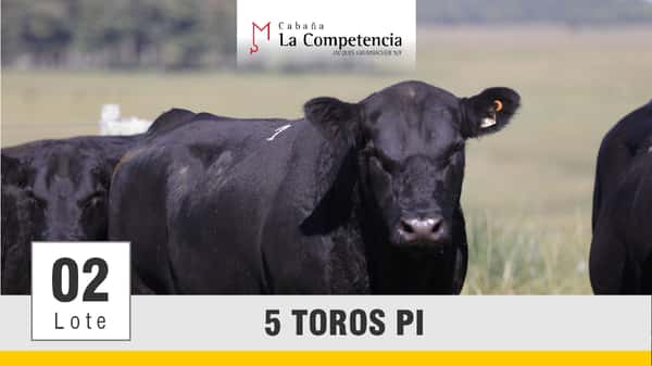 Lote (Vendido)Toros a remate en Subasta Toros de La Competencia, Montevideo