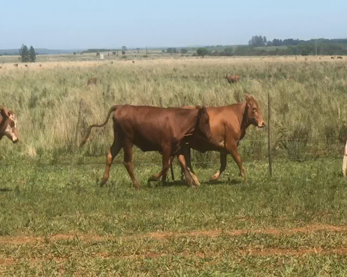 Lote 102 Novillitos y vaquillonas en Virasoro, Corrientes