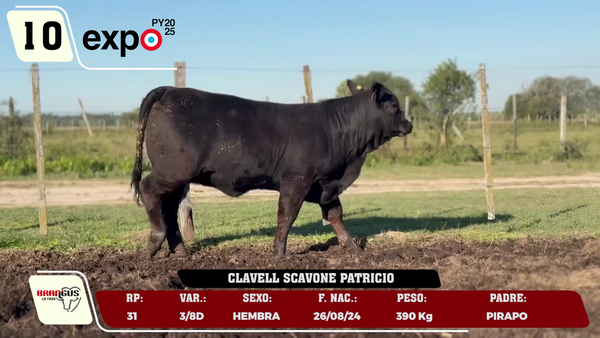 Lote LOTE 10