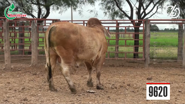 Lote Toros Brahman