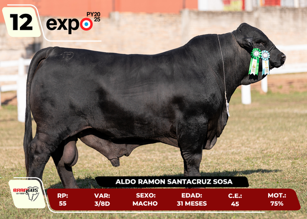 Lote LOTE 12