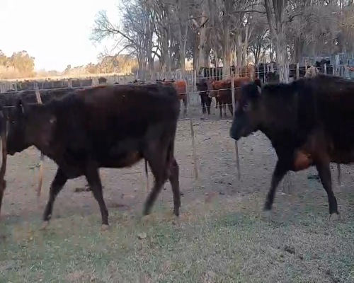 Lote 7 Vacas medio uso C/ gtia de preñez en Gral. Lamadrid, Buenos Aires