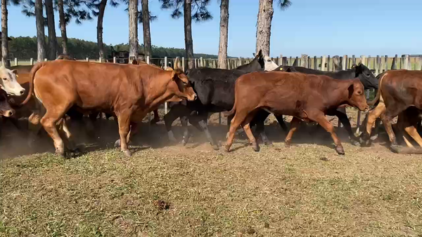 Lote 80 Novillos en Ituzaingó, Corrientes