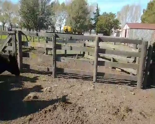Lote 13 Vaquillonas con garantía de preñez en Laprida, Buenos Aires