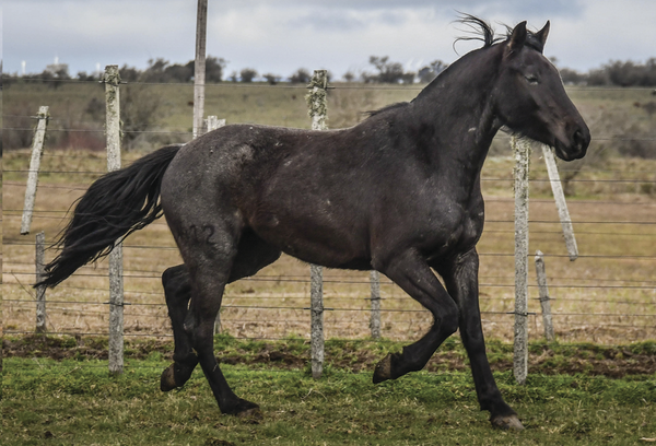 Lote CARDO LA FLECHILLA