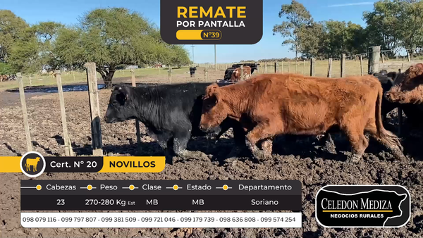 Lote 23 Novillos en Cardona, Soriano