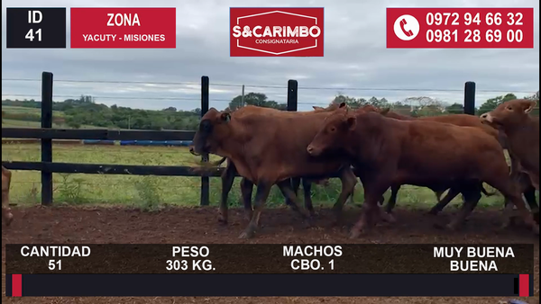 Lote MACHOS CBO 1