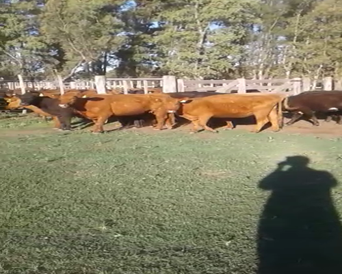 Lote 61 Vacas de invernar en Darregueira, Buenos Aires