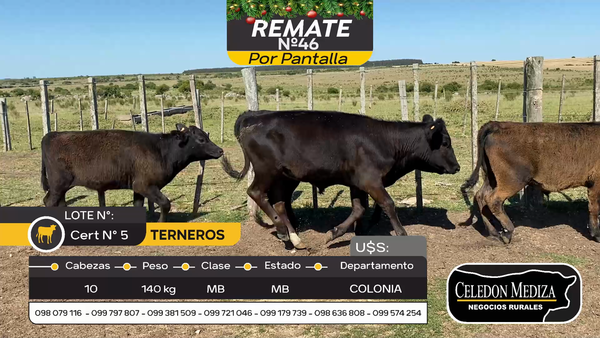 Lote 10 Terneros y Terneras en Otra Localidad, Colonia