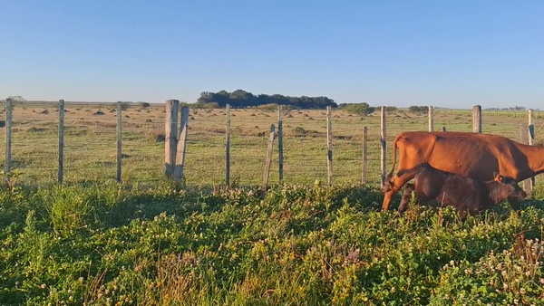 Lote 52 Piezas de cría en Treinta y Tres