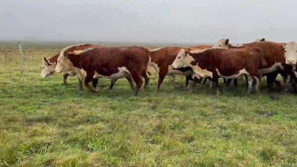 Lote 39 Vacas preñadas