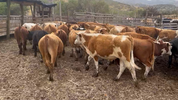 Lote 44 Ternero en Colina, Región Metropolitana