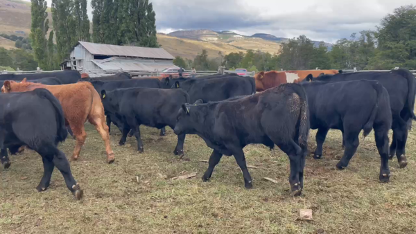 Lote 57 Ternero en XI Región Aysén, Coyhaique