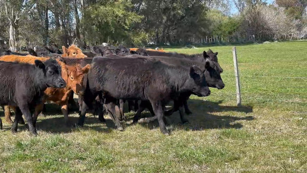 Lote 37 Vaquillonas preñadas en Gaetán, Lavalleja