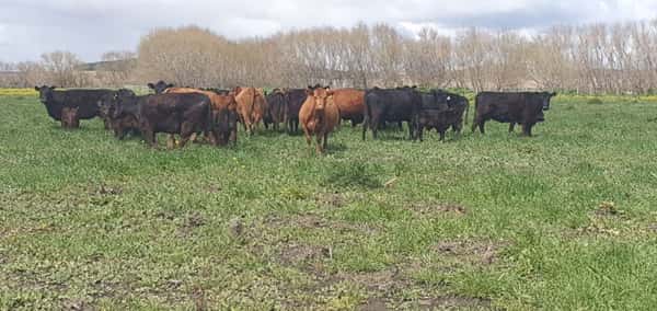 Lote 25 Vacas CUT paridas y vacias en Tandil, Buenos Aires
