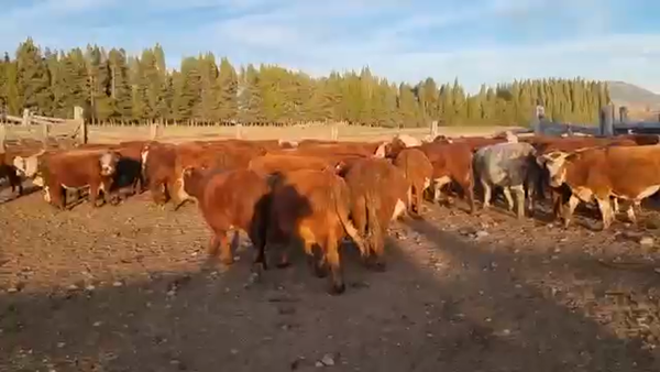 Lote 50 Novillo Engorda en Coyhaique, XI Región Aysén