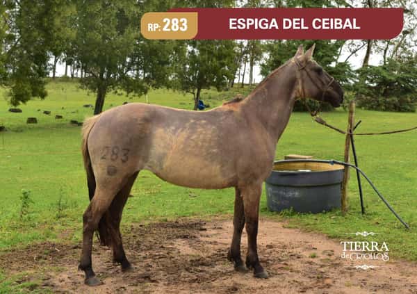 Lote RP. 283 - ESPIGA DEL CEIBAL - LOS CEIBOS