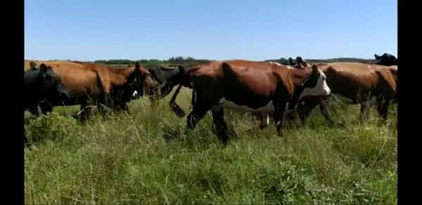 Lote 24 Vacas de invernar en Entre Ríos, Colón