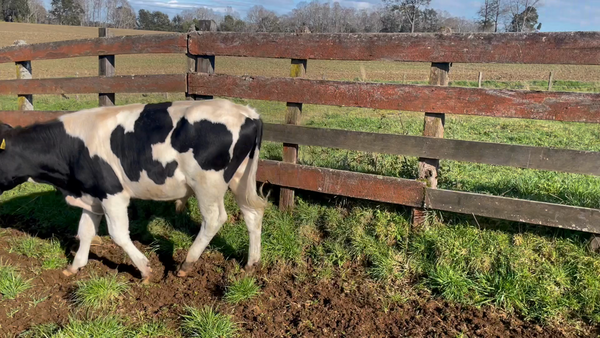 Lote 20 Novillo Engorda en Puerto Varas, X Región Los Lagos