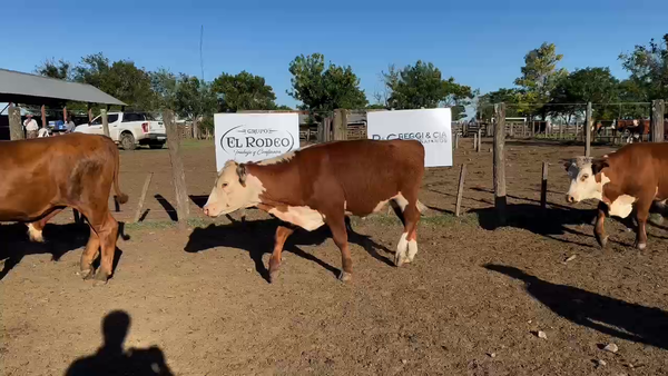 Lote 53 Novillitos