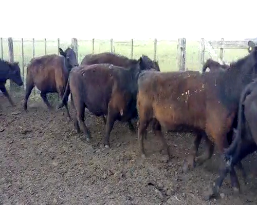 Lote 36 Vacas medio uso preñadas en Ayacucho