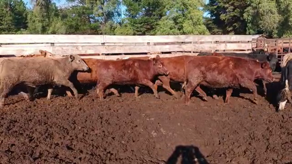 Lote 20 Vaquilla Gorda en Los Ángeles, VIII Región Biobío