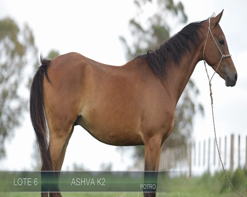Lote ASHVA K2