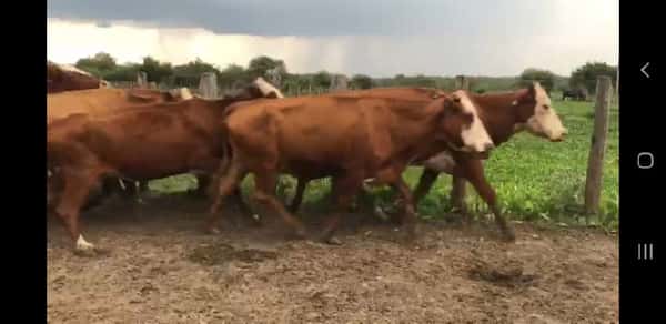 Lote 74 Vacas de invernar en Villaguay, Entre Ríos