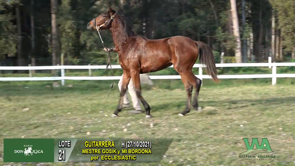 Lote GUITARRERA