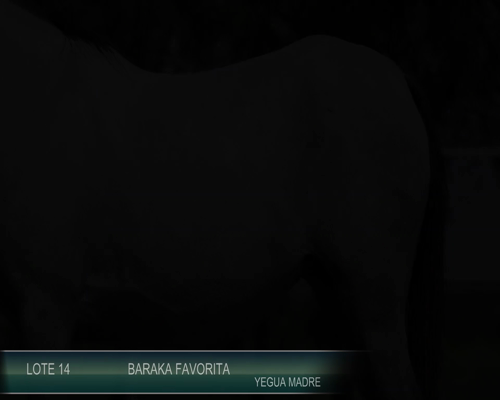 Lote BARAKA FAVORITA