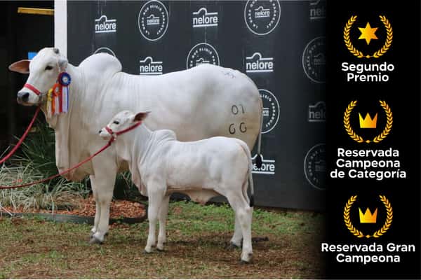 Lote Nelore a Bozal Expo Internacional 2022 RP 66- Lote 19
