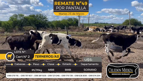 Lote 9 Terneros y Terneras en Agraciada, Soriano