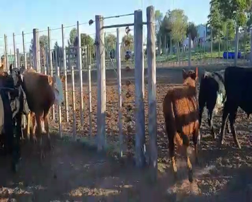 Lote 101 Terneros en Buenos Aires, Pellegrini