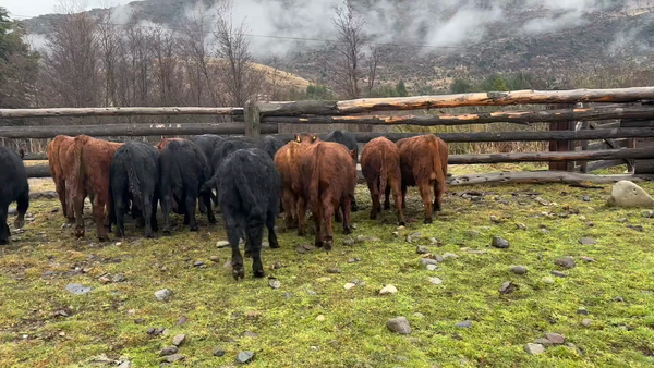Lote 20 Ternero en Coyhaique, XI Región Aysén