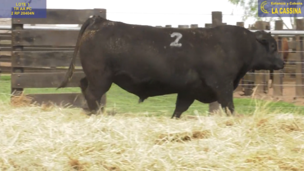 Lote TOROS ANGUS PURO CONTROLADO