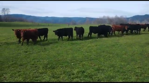 Lote 26 Novillo Engorda en Cunco, IX Región Araucanía