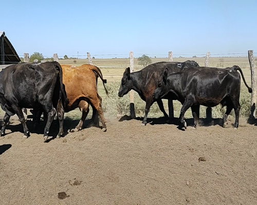 Lote 47 Vacas de invernar en San Jaime, Entre Ríos