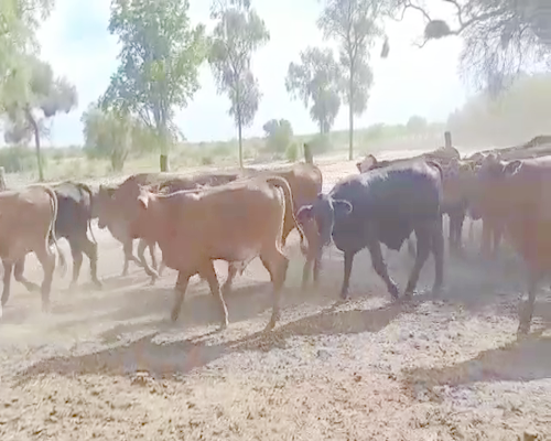 Lote 280 Novillos en J.J. Castelli, Chaco