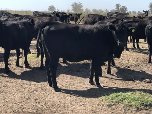 Lote 80 Vaquillonas C/ gtia de preñez en Buenos Aires, San Cayetano