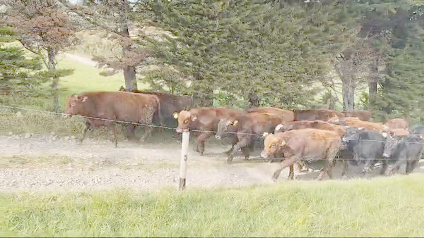 Lote 20 Ternero en Ancud, X Región Los Lagos